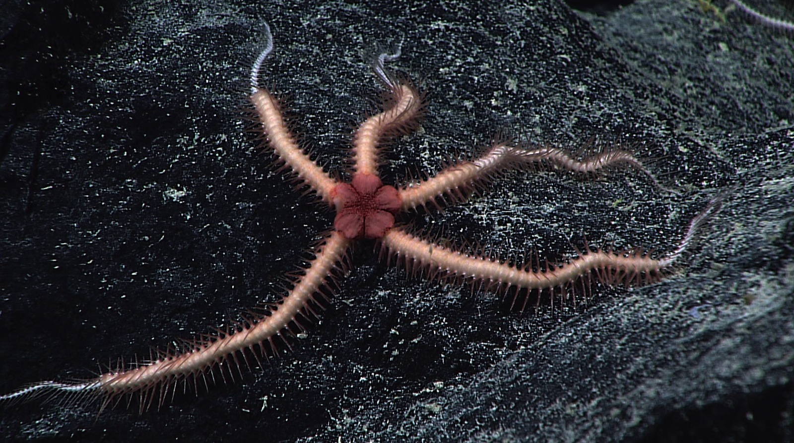 Представитель Семейства Ophiacanthidae